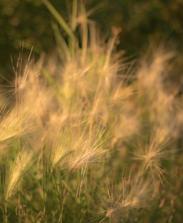 Alg-Cogalmasinda-Sicaklik-ve-Isigin-Kritik-Rolu-featured