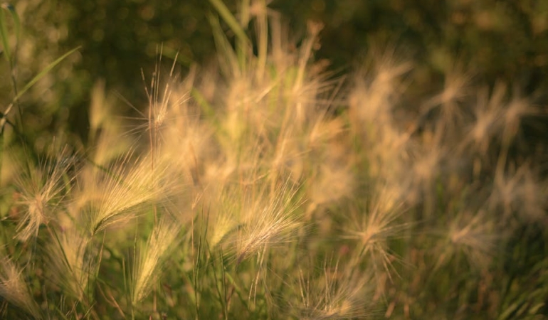 Alg-Cogalmasinda-Sicaklik-ve-Isigin-Kritik-Rolu-featured