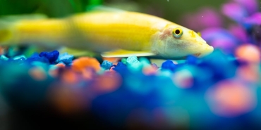 Lepistes-Baligi-Akvaryumlarin-Renkli-Sakini-Neden-Kuresel-Bir-Fenomen-featured