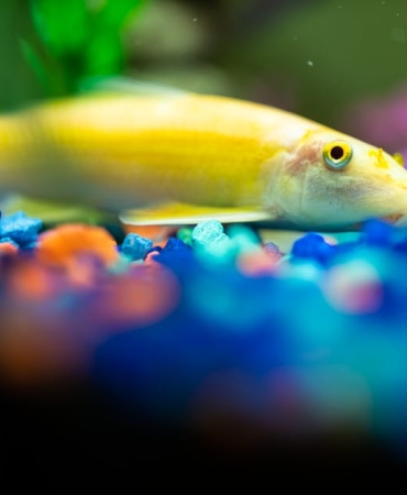 Lepistes-Baligi-Akvaryumlarin-Renkli-Sakini-Neden-Kuresel-Bir-Fenomen-featured