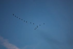 Yaprak-Geometrisi-Dusus-Mesafesini-Belirleyen-Aerodinamik-Sir-featured