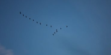 Yaprak-Geometrisi-Dusus-Mesafesini-Belirleyen-Aerodinamik-Sir-featured