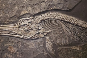 275-Milyon-Yillik-8216Canli-Fosil8217-Komodora-cabrerae-Kesfedildi-featured