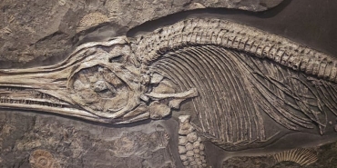 275-Milyon-Yillik-8216Canli-Fosil8217-Komodora-cabrerae-Kesfedildi-featured