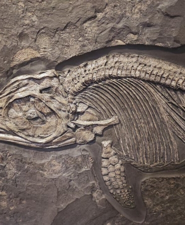 275-Milyon-Yillik-8216Canli-Fosil8217-Komodora-cabrerae-Kesfedildi-featured