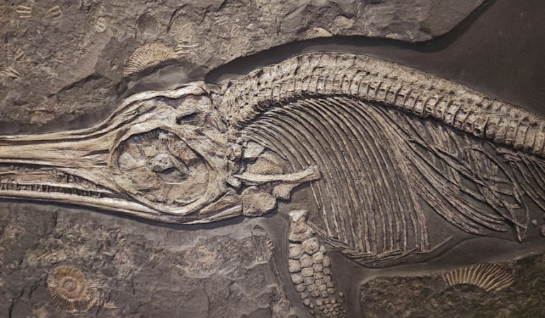 275-Milyon-Yillik-8216Canli-Fosil8217-Komodora-cabrerae-Kesfedildi-featured