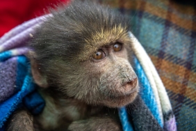 Bonobolarin-Agresyonu-8220Bariscil8221-Imaj-Yeniden-Sorgulaniyor-featured