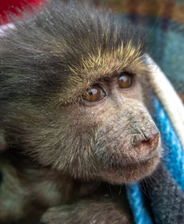 Bonobolarin-Agresyonu-8220Bariscil8221-Imaj-Yeniden-Sorgulaniyor-featured