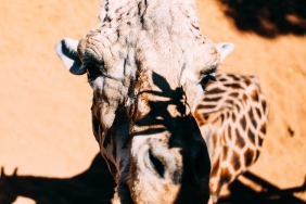 Insan-Cenesi-Turumuzu-Benzersiz-Kilan-Evrimsel-Bir-Muamma-featured