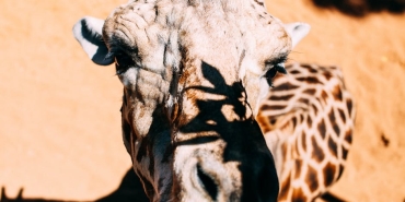 Insan-Cenesi-Turumuzu-Benzersiz-Kilan-Evrimsel-Bir-Muamma-featured