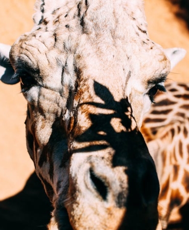 Insan-Cenesi-Turumuzu-Benzersiz-Kilan-Evrimsel-Bir-Muamma-featured