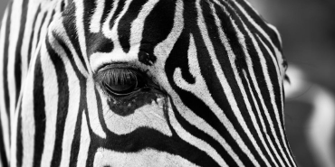 Stres-Yonetiminde-Evrimsel-Dersler-Zebralardan-Ne-Ogrenebiliriz-featured