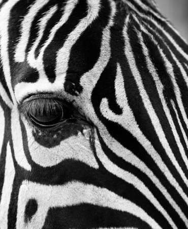 Stres-Yonetiminde-Evrimsel-Dersler-Zebralardan-Ne-Ogrenebiliriz-featured