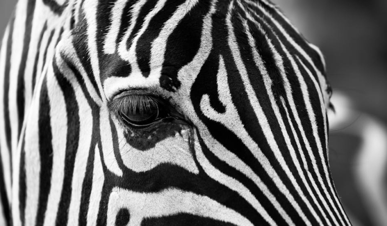 Stres-Yonetiminde-Evrimsel-Dersler-Zebralardan-Ne-Ogrenebiliriz-featured