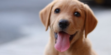 Kopeklerde-DEHB-Bilimsel-Bulgular-Ne-Diyor-featured