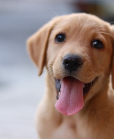 Kopeklerde-DEHB-Bilimsel-Bulgular-Ne-Diyor-featured