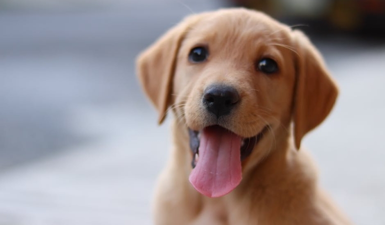 Kopeklerde-DEHB-Bilimsel-Bulgular-Ne-Diyor-featured