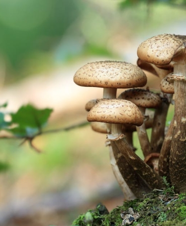 Mantarlarin-Bilinci-Var-mi-Bilim-Dunyasi-Tartisiyor-featured